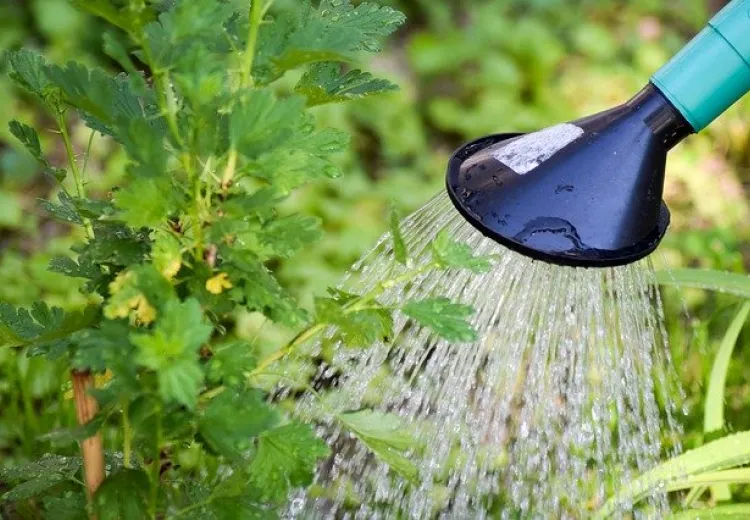 Möglichkeiten einer sparsamen Pflanzenbewässerung im Garten